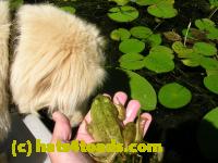 /home//u458753944/public_html/sourcegallery//Frogs/More bullfrogs/DSCN5477.JPG